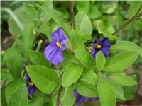 be0d38c4-Picture 5865.jpg